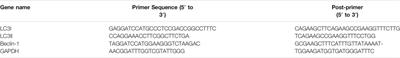 Xuanfei Pingchuan Capsules Ameliorate Autophagy in Human Bronchial Epithelial Cells by Inhibiting p38 Phosphorylation